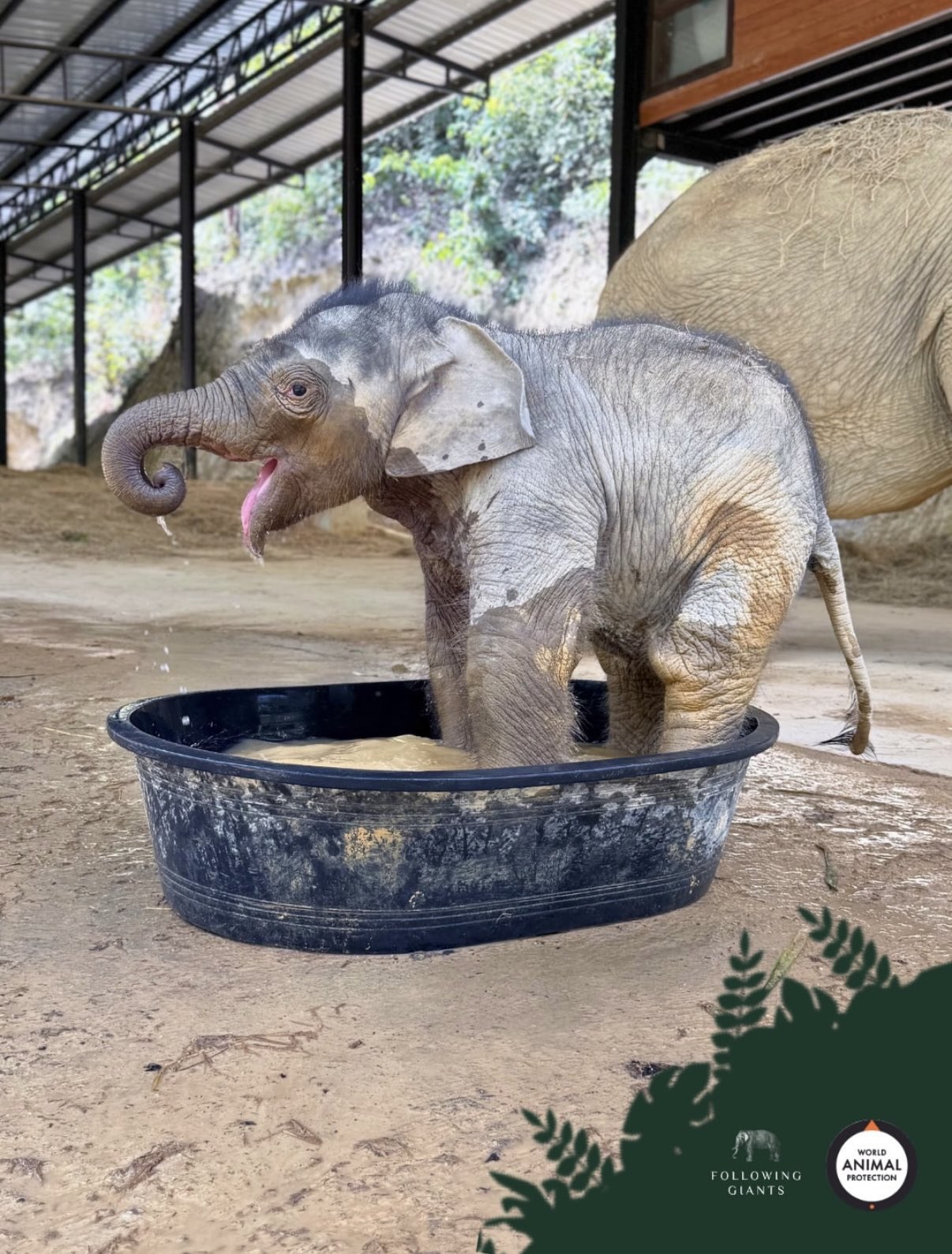 Monty-Aaron at Following Giants — funded by World Animal Protection