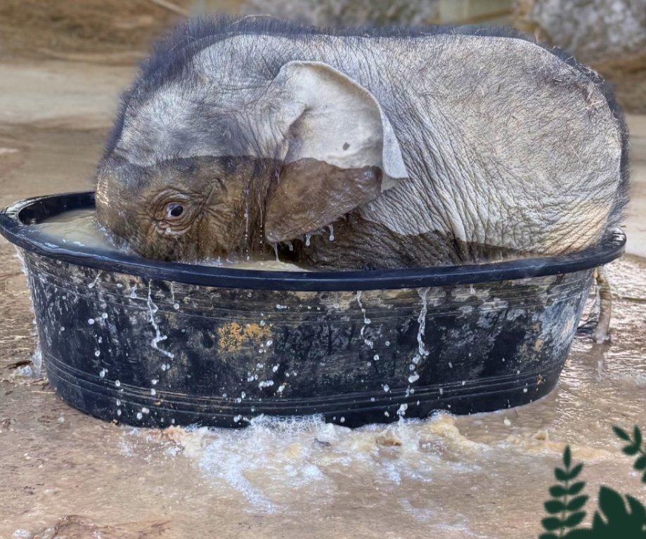 Monty in bath
