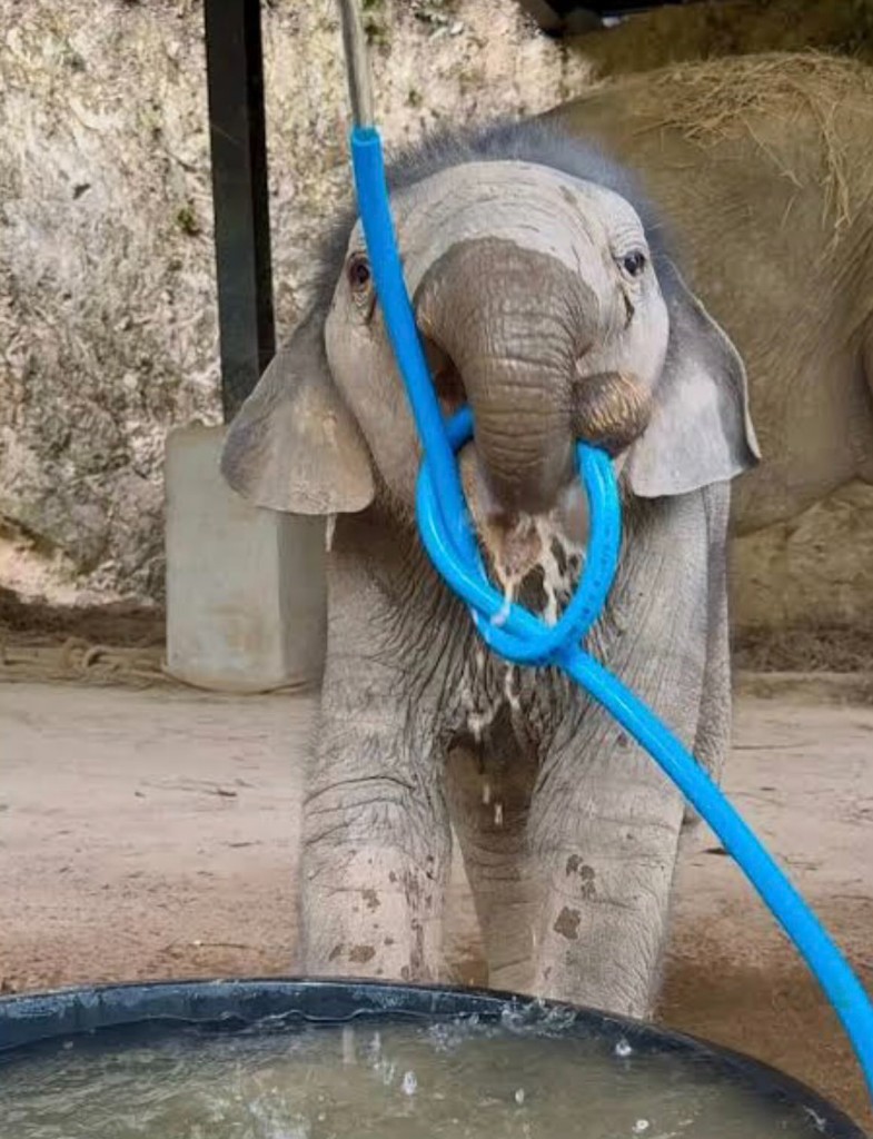 Monty with hose